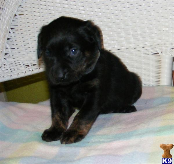 Labrador Retriever Puppies